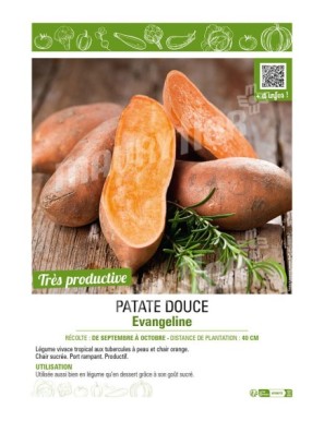 PATATE DOUCE EVANGELINE