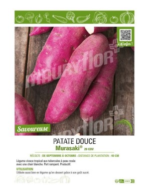 PATATE DOUCE MURASAKI 29 COV