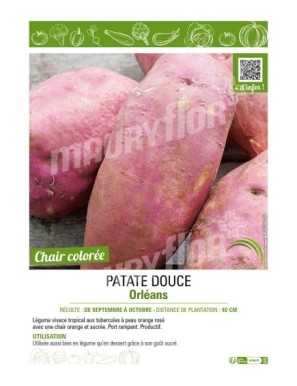 PATATE DOUCE ORLEANS