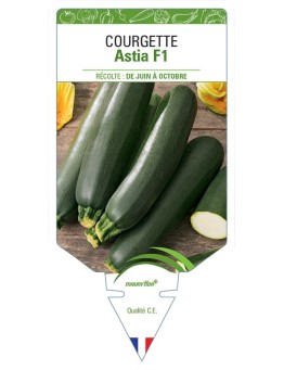 COURGETTE ASTIA F1