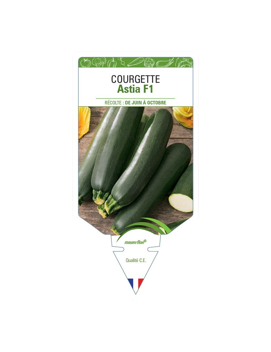 COURGETTE ASTIA F1