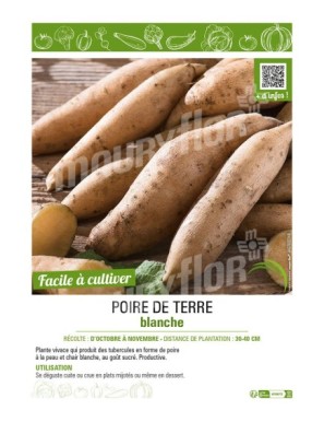 POIRE DE TERRE BLANCHE