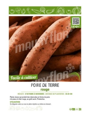 POIRE DE TERRE ROUGE