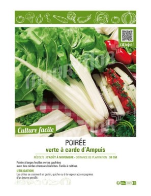 (BETTE) POIRÉE VERTE À CARDE D'AMPUIS