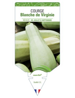 COURGETTE BLANCHE DE VIRGINIE