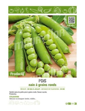 POIS NAIN À GRAINS RONDS