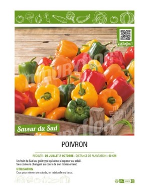 POIVRON (vert et jaune)
