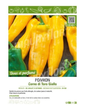 POIVRON CORNO DI TORO GIALLO (JAUNE)