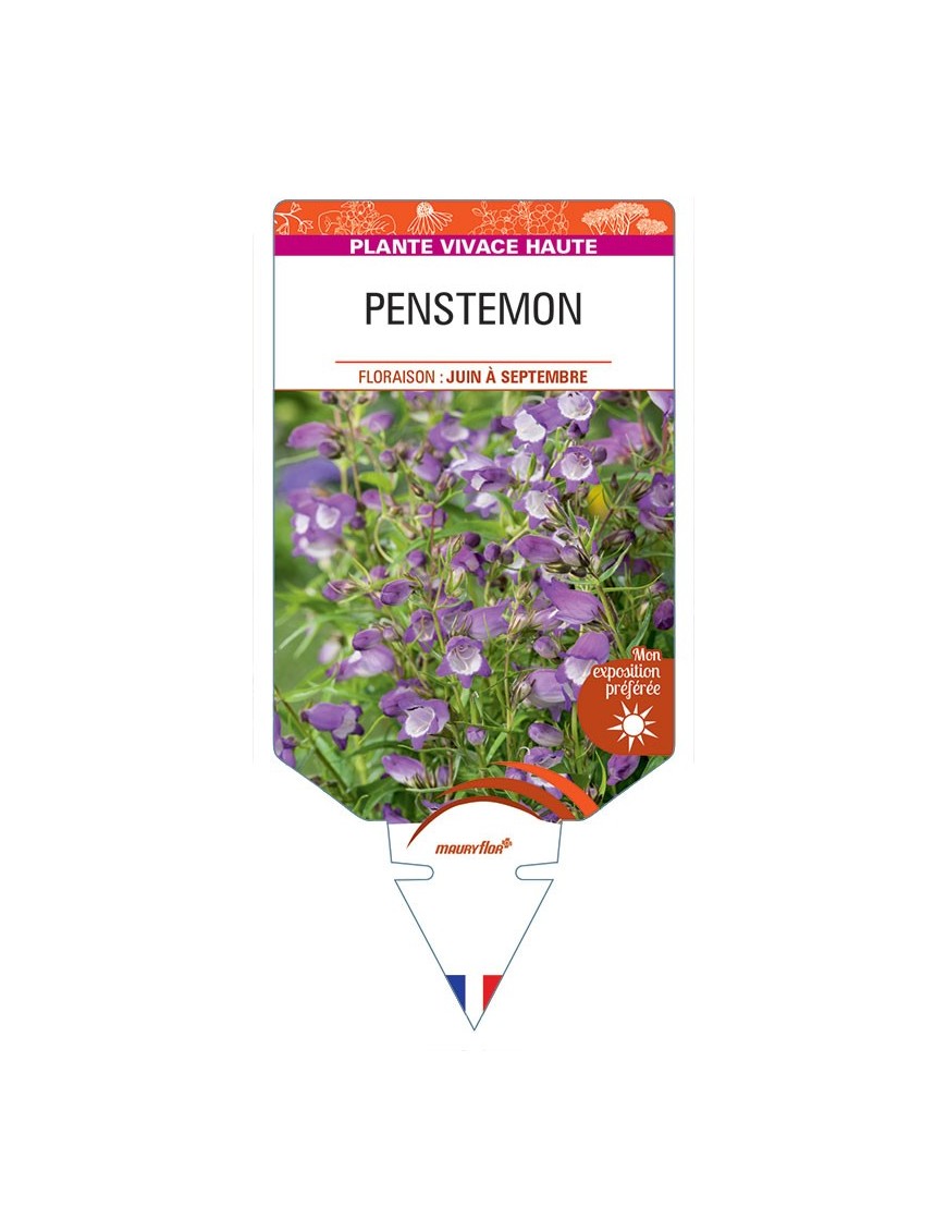 PENSTEMON (violet coeur blanc) *