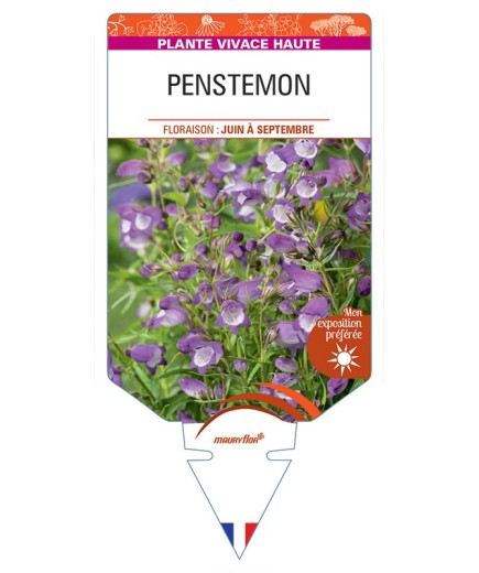 PENSTEMON (violet coeur blanc) *