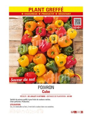 POIVRON CUBE plant greffé