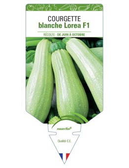 COURGETTE BLANCHE LOREA F1