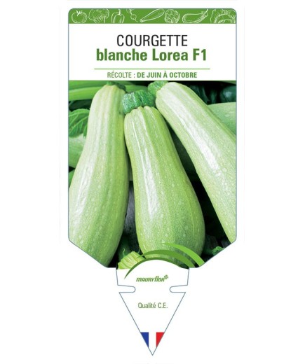 COURGETTE BLANCHE LOREA F1