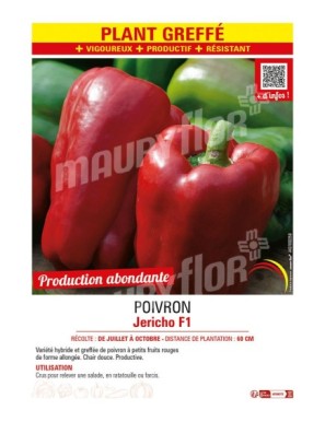 POIVRON JERICHO F1 plant greffé