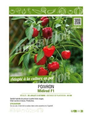 POIVRON MIDIRED F1