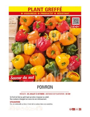 POIVRON plant greffé