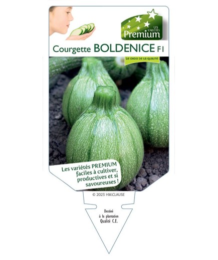 COURGETTE BOLDENICE F1