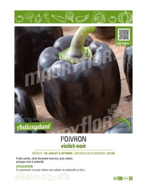 POIVRON VIOLET-NOIR