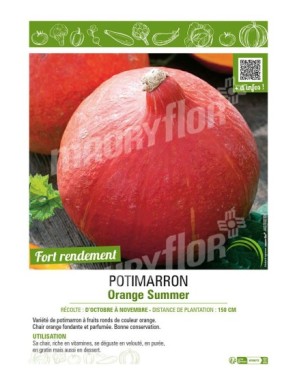 POTIMARRON ORANGE SUMMER
