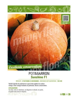 POTIMARRON SUNSHINE F1