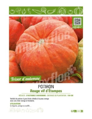POTIRON ROUGE VIF D'ÉTAMPES
