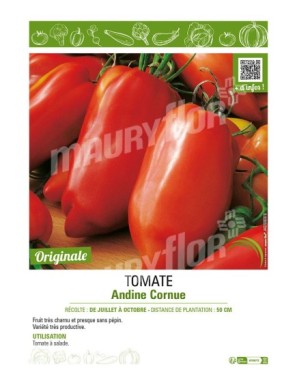 TOMATE ANDINE CORNUE