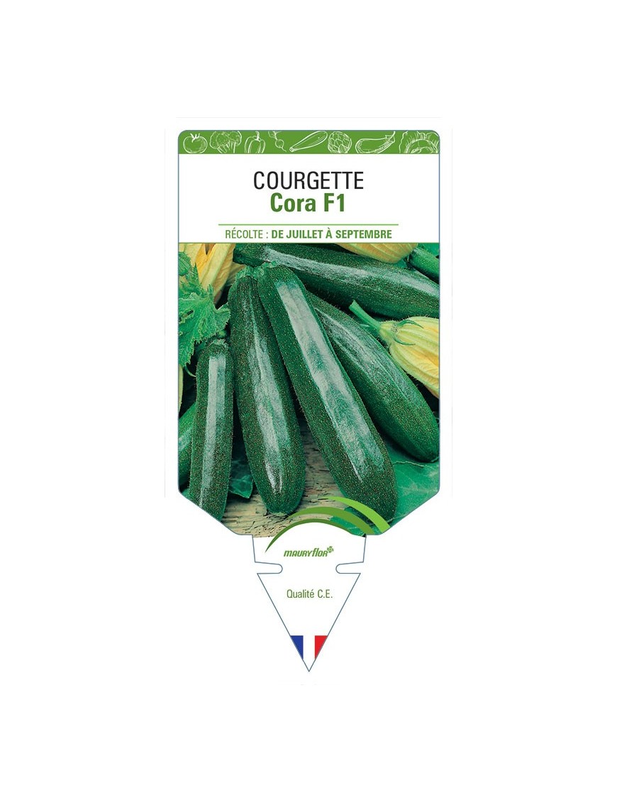 COURGETTE CORA F1