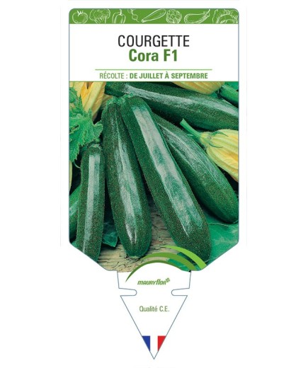 COURGETTE CORA F1