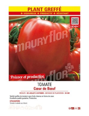 TOMATE CŒUR DE BŒUF plant greffé