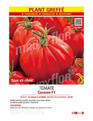 TOMATE CORAZON F1 plant greffé