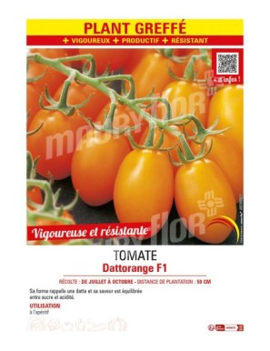 TOMATE DATTORANGE F1 plant greffé