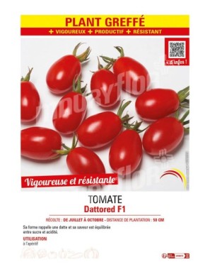 TOMATE DATTORED F1 plant greffé