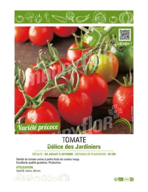 TOMATE DELICES DES JARDINIERS