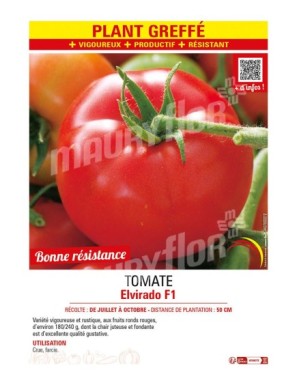 TOMATE ELVIRADO F1 plant greffé