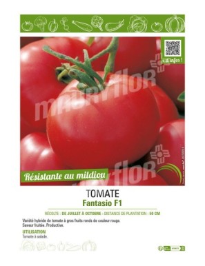 TOMATE FANTASIO F1
