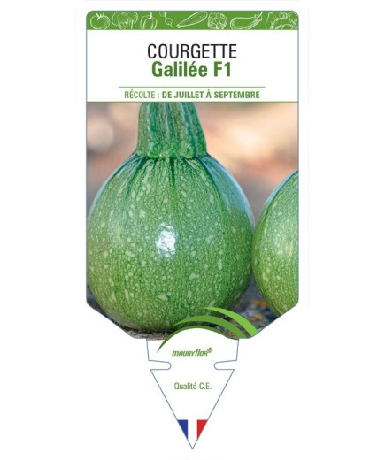 COURGETTE GALILÉE F1