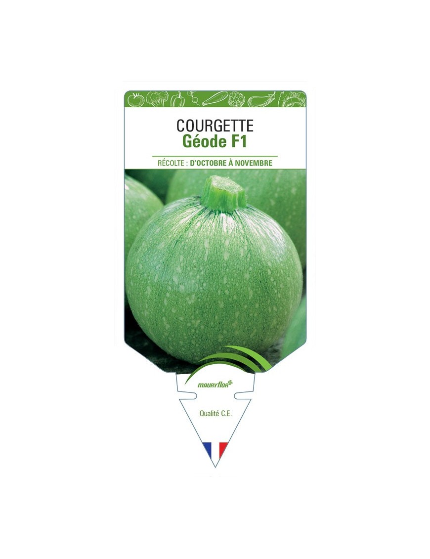 COURGETTE GÉODE F1