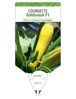 COURGETTE GOLDCRESH F1