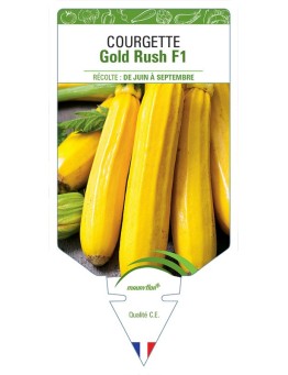 COURGETTE GOLD RUSH F1