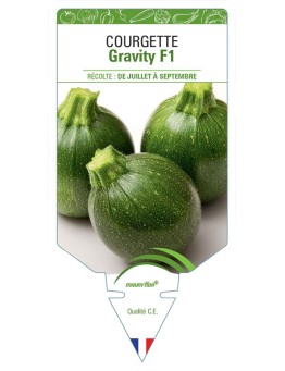 COURGETTE GRAVITY F1