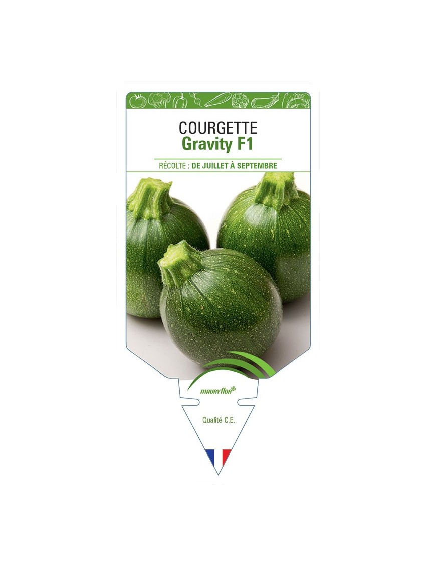 COURGETTE GRAVITY F1