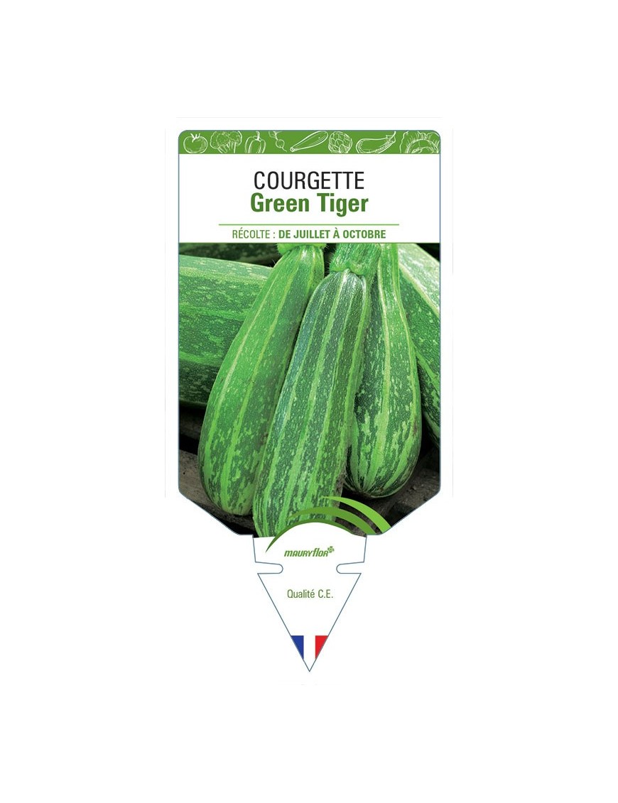COURGETTE GREEN TIGER