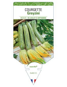 COURGETTE GREYZINI