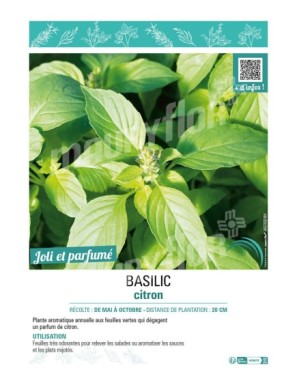 BASILIC CITRON