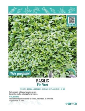 BASILIC FIN VERT