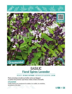 BASILIC FLORAL SPIRES LAVENDER