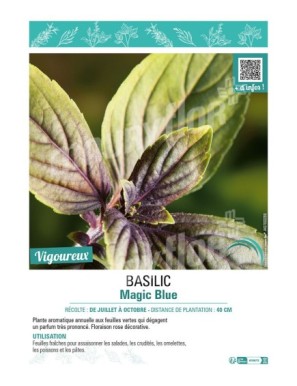 BASILIC MAGIC BLUE