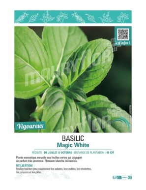 BASILIC MAGIC WHITE