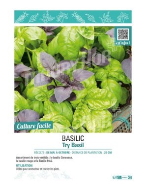 BASILIC TRY BASIL