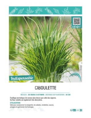 CIBOULETTE